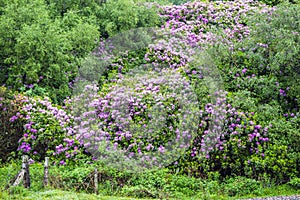 Rhododendron ponticum is going to overgrow the scottish highlands photo