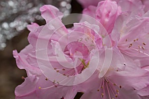 Rhododendron prinophyllum.Early azalea .Close up