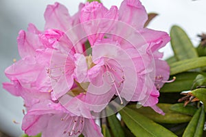 Rhododendron prinophyllum.Early azalea .Close up. Pink rhododendron petals on silver background