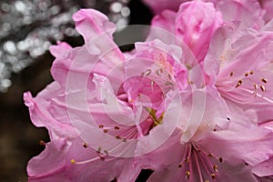 Rhododendron prinophyllum.Early azalea .Close up. Pink rhododendron petals on silver background