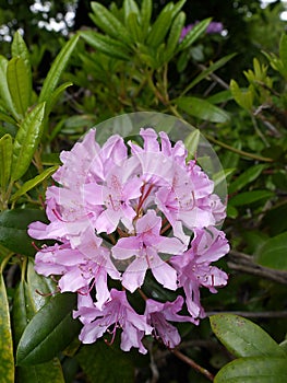 Rhododendron in public park Burnley in the north of England