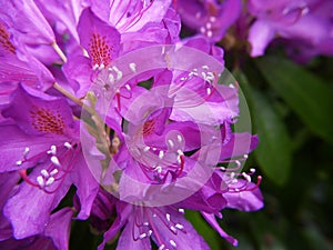 Rhododendron in public park Burnley in the north of England