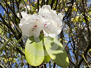 Rhododendron purdomii Rehder & E.H. Wilson Pl. Wilson. 1913, Conservatory and Botanical Garden of the City of Geneva