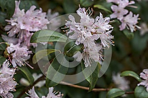 Rhododendron racemosum
