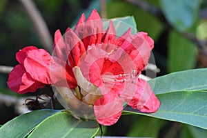 Rhododendron Red 01