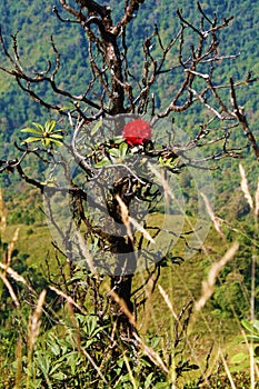 Rhododendron Rose on the mountain