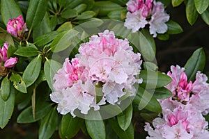 Rhododendron Rosebay blossoms