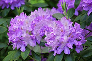 Rhododendron - Roseum Elegans