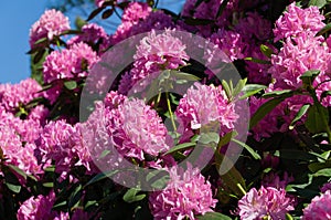 Rhododendron `Roseum Elegans` hybrid of catawbiense with pink-lilac flowers blooms in  Public Landscape City Park