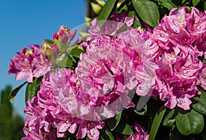 Rhododendron `Roseum Elegans` hybrid of catawbiense with pink-lilac flowers blooms in  Public Landscape City Park `Krasnodar`