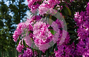 Rhododendron `Roseum Elegans` hybrid of catawbiense with pink-lilac flowers blooms in  Public Landscape City Park