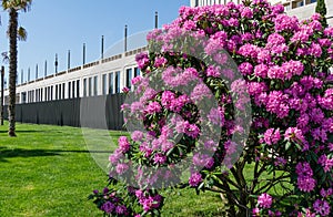 Rhododendron `Roseum Elegans` hybrid catawbiense pink purple flowers blossom in Public landscape city park `Krasnodar`