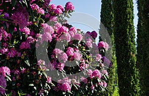 Rhododendron `Roseum Elegans` hybrid catawbiense pink purple flowers blossom in Public landscape city park `Krasnodar`