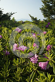 Rhododendron, Round Bald, TN-NC