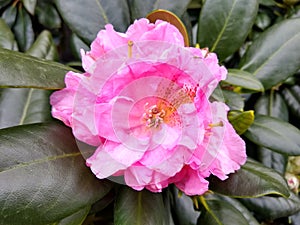 Rhododendron 'Scintillation'