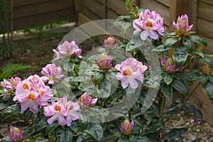 Rhododendron Scintillation, blooming in the late spring