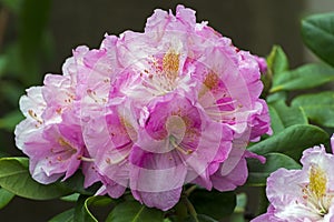 Rhododendron of the Scintillation species. photo