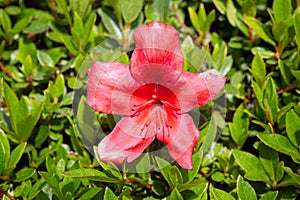 Rhododendron simsii flower growing on outdoor garden