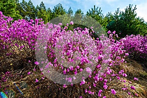 The rhododendron simsii and pinetrees scenery