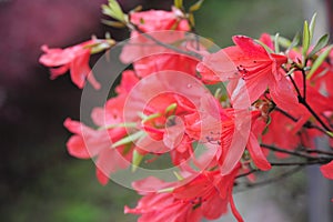 Rhododendron simsii Planch