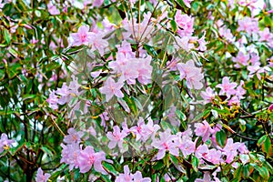 Rhododendron simsii Planch