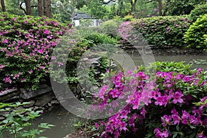 Rhododendron simsii Planch