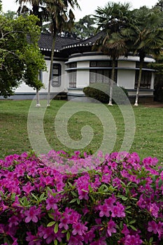 Rhododendron simsii Planch