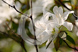 The blooming white azalea rhododendron in spring