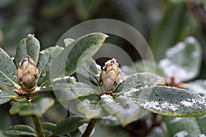 Rhododendron with snow