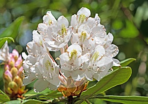 Rhododendron in the Summer Sun