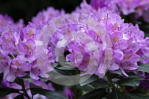 Rhododendron in summer time