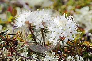 Rhododendron tomentosum (syn. Ledum palustre)