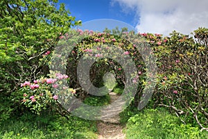 Rhododendron Tunnel Craggy Blue Ridge Parkway