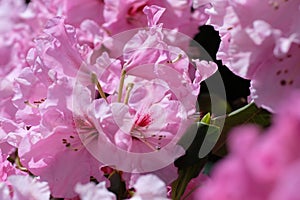 Rhododendron, violent flowers in bloom