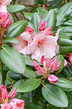 Rhododendron Virginia Richards with orange-pink flowers and pink buds