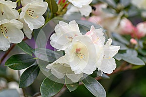 Rhododendron wardii, with pinkish white flowers in Yunnan, China photo