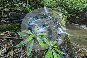 Rhododendron & Waterfalls, Greenbrier, Great Smoky Mountains NP