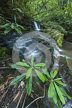 Rhododendron & Waterfalls, Greenbrier, Great Smoky Mountains NP