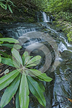 Rhododendron & Waterfalls, Greenbrier, Great Smoky Mountains NP