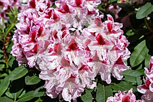 Rhododendron with white-pink flowers and bright pink markings in the upper half. photo
