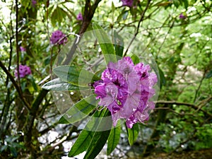 Rhododendron in the woods