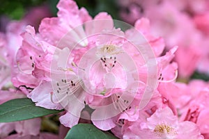 Rhododendron yakushimanum Emden, pink flowers in close-up photo