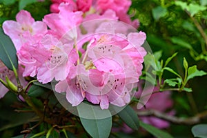 Rhododendron yakushimanum Emden, pink flowers photo