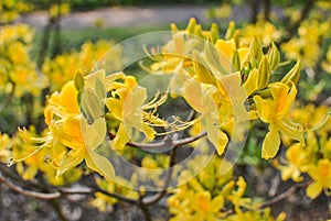 Rhododendron yellow bush