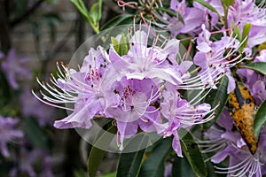 Rhododendron yunnanensis Pink Flowered