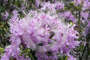 Rhododendron yunnanensis Pink Flowered