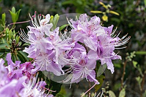 Rhododendron yunnanensis Pink Flowered