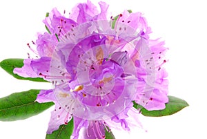 Rhododendrons