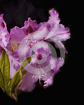 Rhododendrons Azaleas Flowers