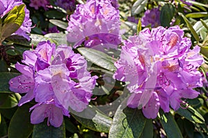 Rhododendrons bloom in Helsinki`s botanical garden